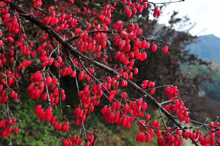1647574320724579.jpg 山茱萸红果.jpg